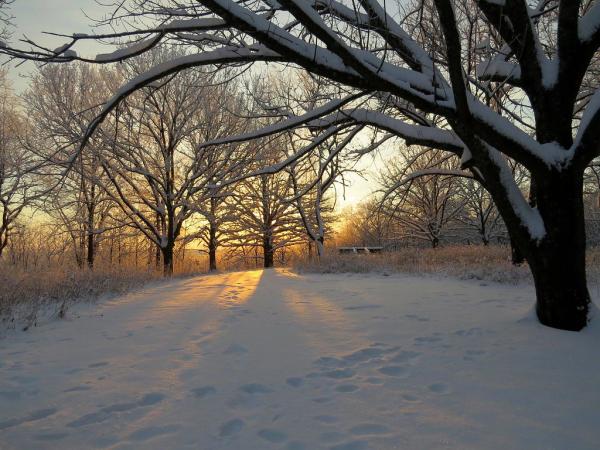 Winter Snow Scene